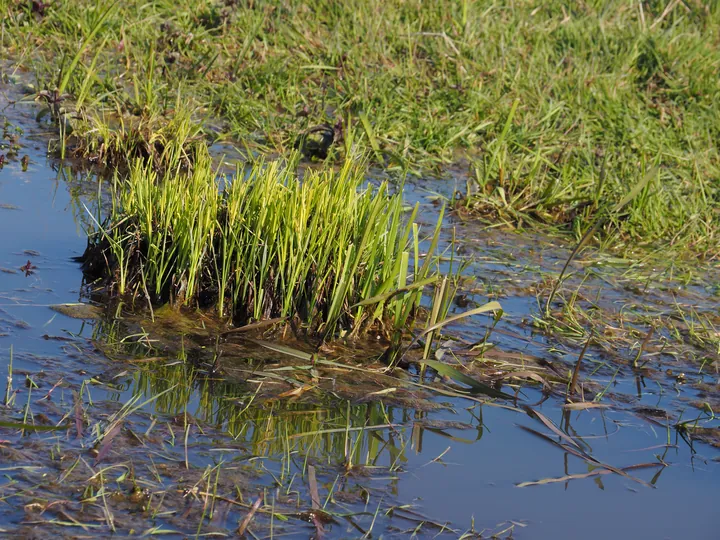 Kalkense Meersen (België)